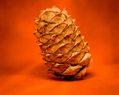 Pine cone, cedar bump on uniform background Stock Photos