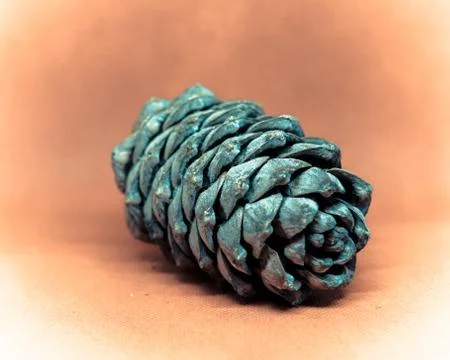 Pine cone, cedar bump on uniform background Stock Photos