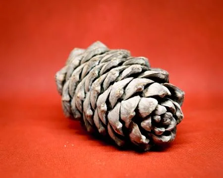 Pine cone, cedar bump on uniform background Stock Photos