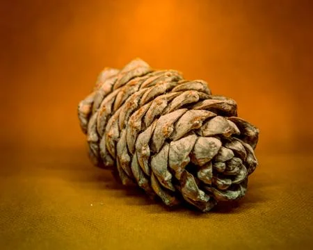 Pine cone, cedar bump on uniform background Stock Photos
