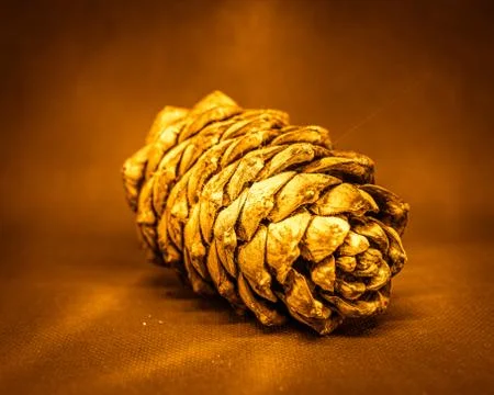 Pine cone, cedar bump on uniform background Stock Photos