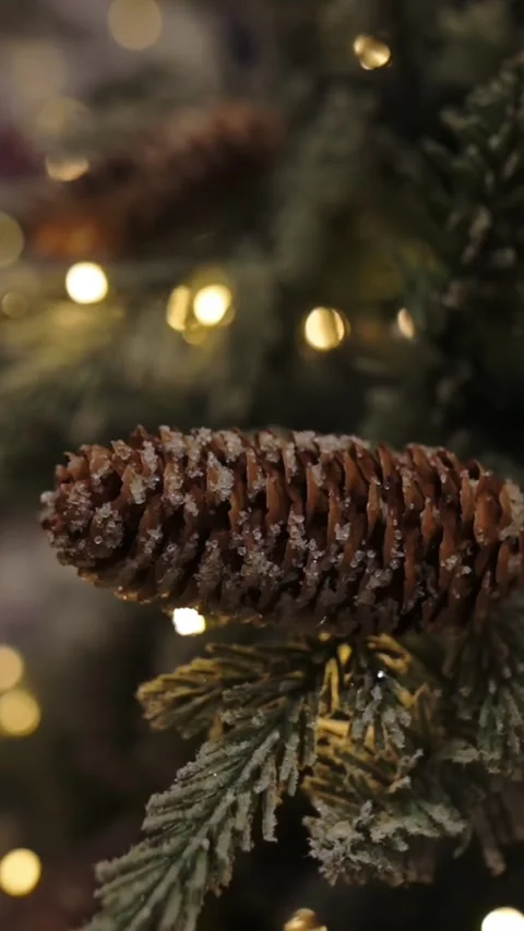 Pine cone on Christmas tree branch with glowing lights in soft festive mood Vidéo 320089505