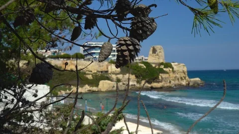 Pine cone close-up against the beach and sea background Stock Footage 97950390