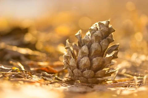 Pine cone close-up on blurred background Stock Photos