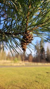 Pine cone close-up with blurred background Stock Photos