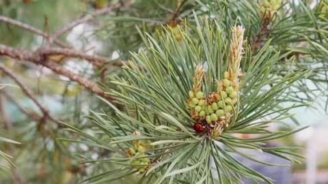 Pine cone close-up. Crawling red ladybug on blurred background. Pine Tree in Stock Footage 310661938