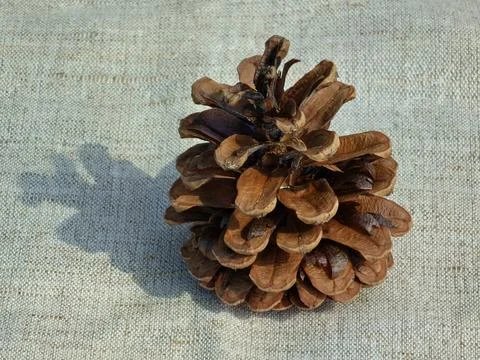 Pine cone close-up on decorative burlap. Pine cone with seeds Stock Photos