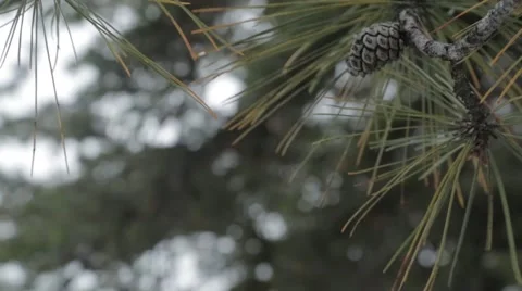 Pine Cone Close up Stock Footage 52551320