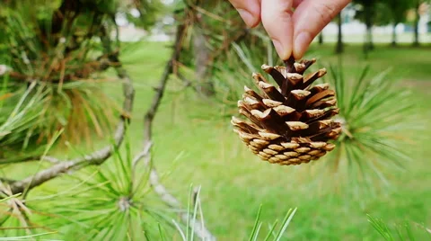 Pine Cone in Close Up 스톡 동영상 67566786