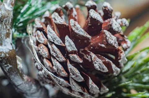 Pine cone close-up. Macro shooting. The cone is in the woods. 写真素材