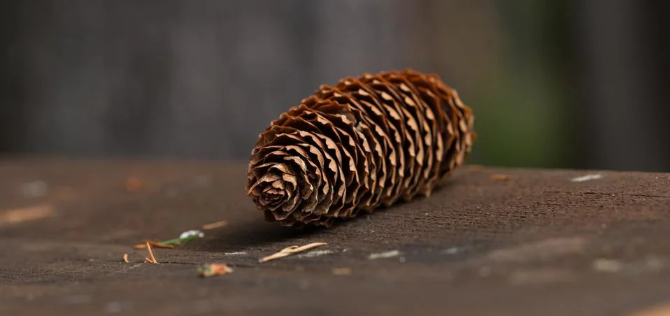 Pine cone close-up Stock Photos