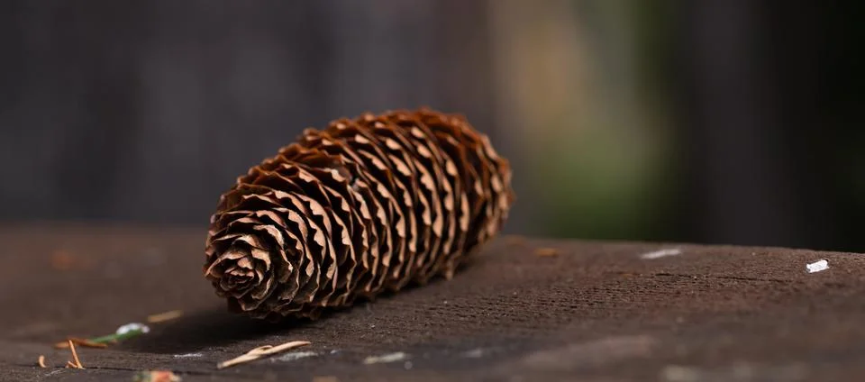 Pine cone close-up Stock Photos