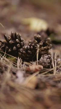 Pine cone close up Foto stock