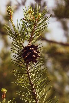 Pine cone close-up on pine branch with green needles, natural background, Nat Stock Photos