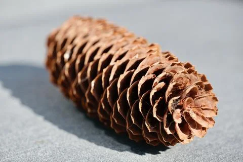 Pine cone close up shot Stock Photos