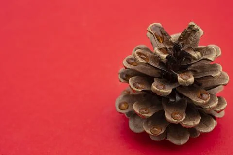 Pine cone close up with water drops on red Stock Photos