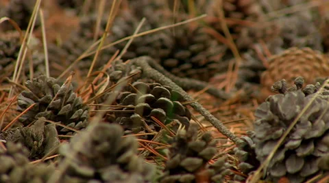 Pine cone. Closeup. Stockbeeldmateriaal 53831432