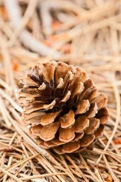 Pine cone closeup Stock Photos