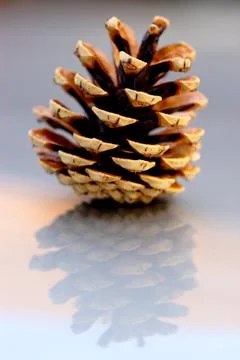 Pine cone closeup on reflective background Stock Photos