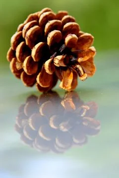 Pine cone closeup on reflective background Stock Photos