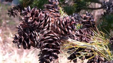 Pine cone cluster in early spring Stock Footage 10882296