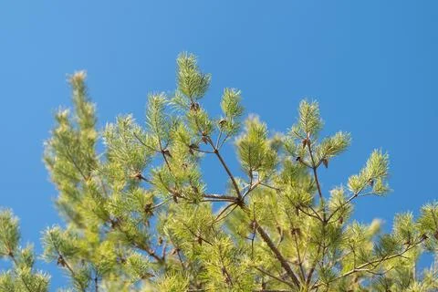 Pine cone clusters and needles against clear blue, close framing highlights.. Stock Photos