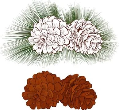 Pine cone color with needle Stock Illustration
