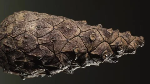 Pine cone. Complex surface texture. Macro shot. Vertical video. Video stock 293930455