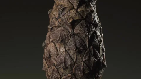 Pine cone. Complex surface texture. Macro shot. 動画素材 293931773
