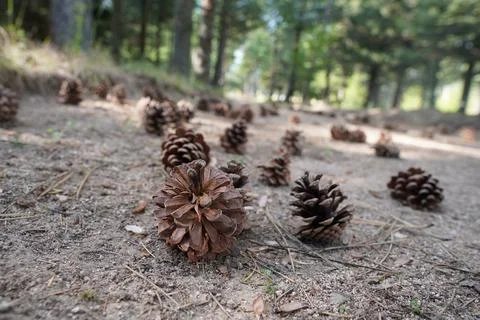 Pine Cone, Cone, Pine Seed, Pine Stock Photos