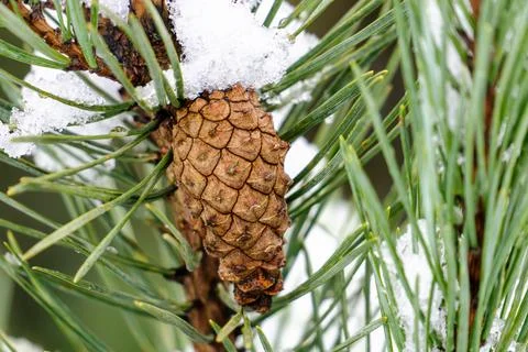 A pine cone is covered in snow Stock Photos