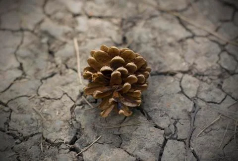 Pine cone on cracked ground Stock Photos