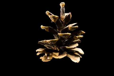 Pine cone on dark black background christmas decoration Foto stock