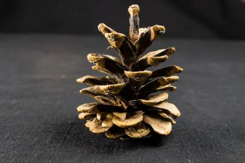 Pine cone on dark black background christmas decoration Foto stock