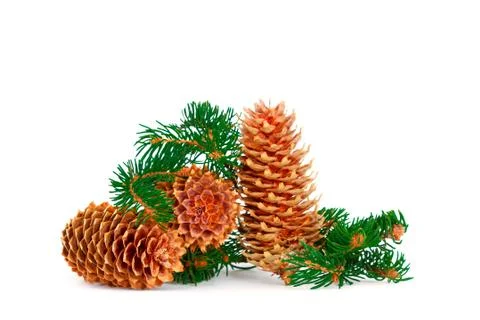 PIne cone decoration Stock Photos