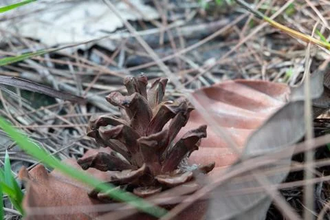 A pine cone on the dried grass in the forest Stock Photos