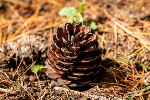 A Pine Cone in Dried Pine Needles Foto stock