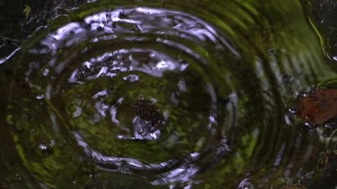 Pine Cone Drops into Forest Puddle in Slow Motion 動画素材 311669228