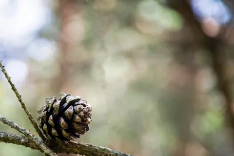 Pine cone on a dry branch close-up 스톡 사진