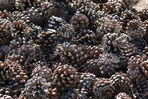 Pine cone Dry pine flower group Stock Photos