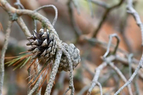 Pine cone on dry twig Stock-Fotos