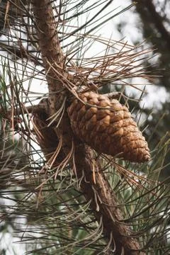 Pine cone during autumn in a cloudy day Stock Photos
