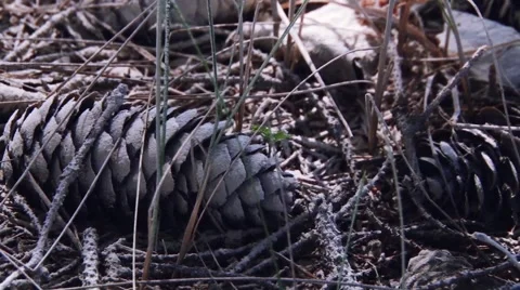 Pine cone in the dust Stock Footage 40641993