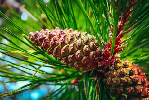 Pine cone on the evergreen pine three branch. Fir-tree, conifer, spruce close Stock Photos