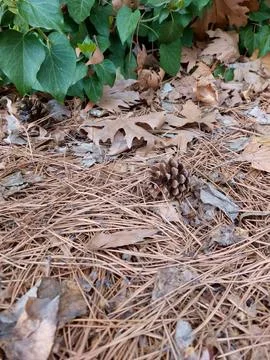 Pine cone fallen on dry pine needles with evergreen leaves  Stock Photos