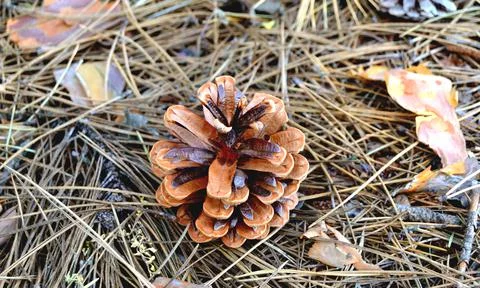Pine cone fallen on the ground in forest. Foto stock