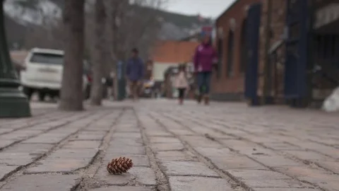 Pine cone fallen on sidewalk Stock Footage 84505741