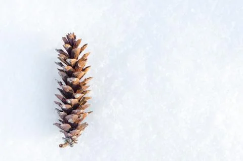 Pine cone fallen in the snow . Top view , copyspace . Stock Photos