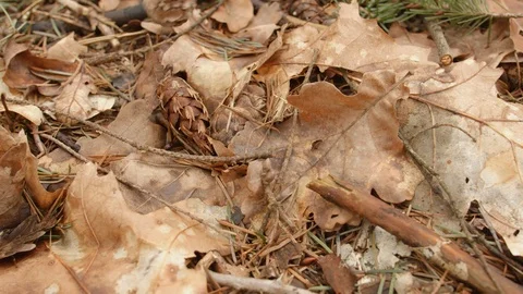 Pine cone falling on brown forest floor in autumn slow motion 120fps Stock Footage 125662894