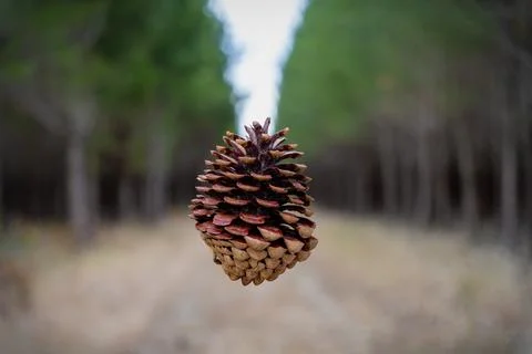 Pine cone falling in the forest Stock Photos